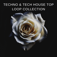 Techno & Tech House Top Loop Collection