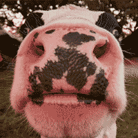 moo_zik